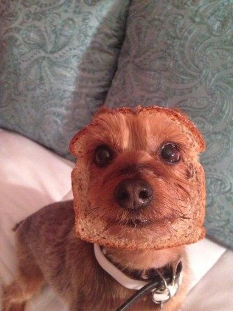 chien_tartine_bonjour.jpg