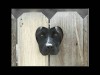 chien_tete_barriere_bonjour.jpg