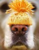 chien_truffe_bonnet.jpg