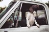 chien_voiture_prendre_l__air.jpg