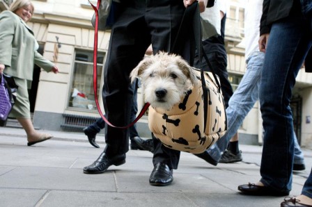 chien_volant_sans_patte_sac_bonjour.jpg