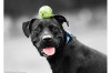 chien_vous_n__avez_pas_vu_ma_balle_guillaume_tell.jpg