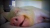 cochon Trump.jpg