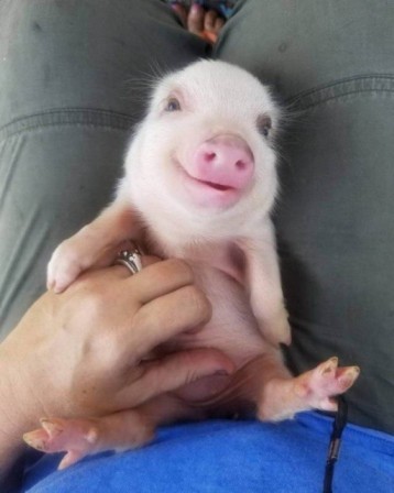 cochon heureux comme un porc.jpg