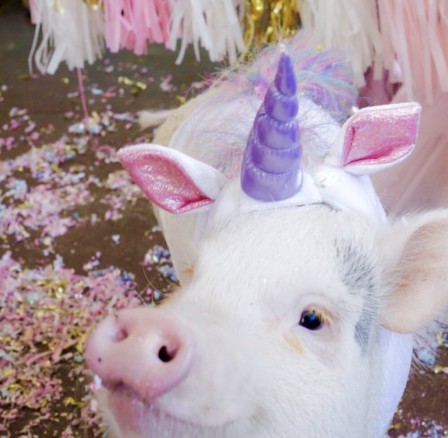 cochon licorne.jpg