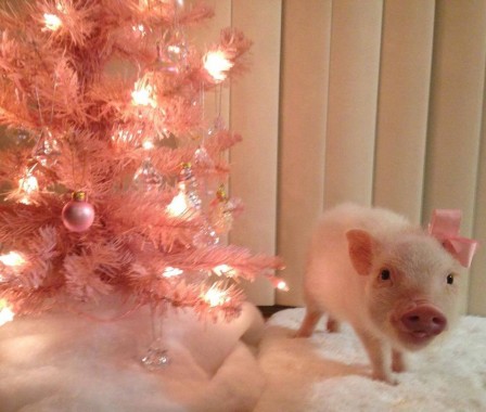 cochon_noel_SMB.jpg