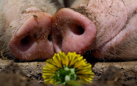 cochon nous nous étions aimés tout l'été.jpg