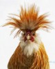 coq France.jpg