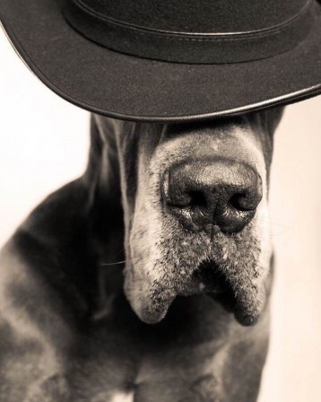 dogue allemand à chapeau.jpg