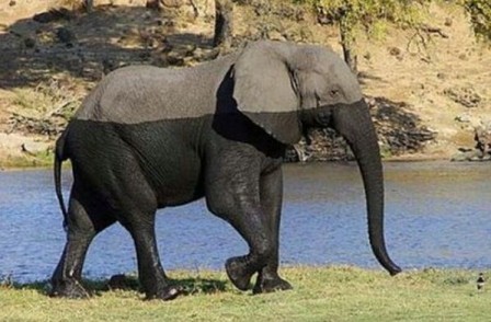 elephant_a_moitie_mouille.jpg