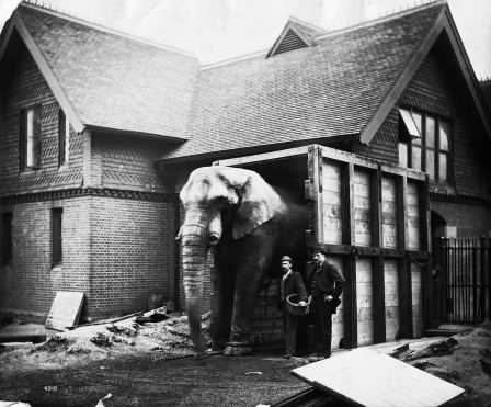 elephant_maison_bienvenue.jpg