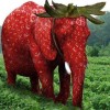elephant_rose_fraise_Sophie_Melki.jpg