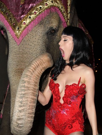 elephant_trompe_sexe.jpg