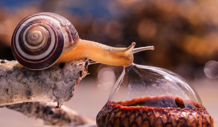 escargot_bulle_boire_bon_appetit.jpg