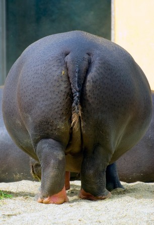 fesses_hippopotame.jpg