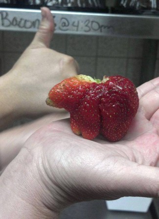 fraise_ours_bon_appetit_Alexandre_Rogeon.jpg