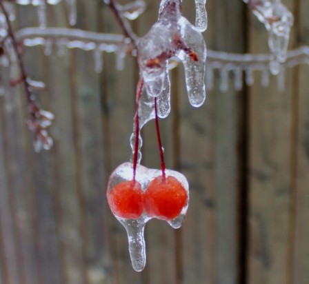 froid j'ai les cerises congelées.jpg