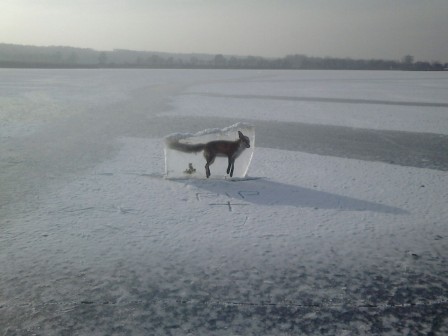 froid_renard_gele_bonjour.jpg