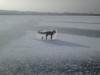 froid_renard_gele_bonjour.jpg