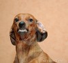gentil_chien_profil.jpg
