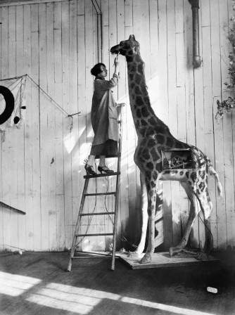 girafe Oct. 15, 1925 (New York Times) je te raconterai l'histoire de ces animaux disparus.jpg, oct. 2022