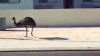 glissade oiseau.gif