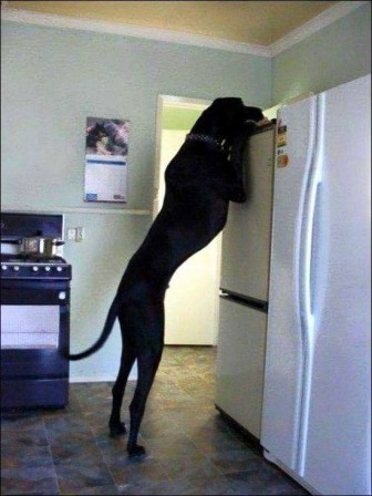 grand__chien_frigo.jpg