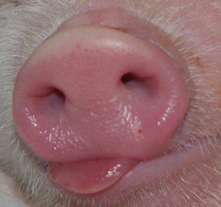 groin_cochon_bisou.jpg