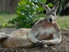 kangourou_drague_seduction.jpg
