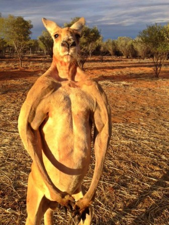 kangourou_muscle_musculation_bonjour.jpg