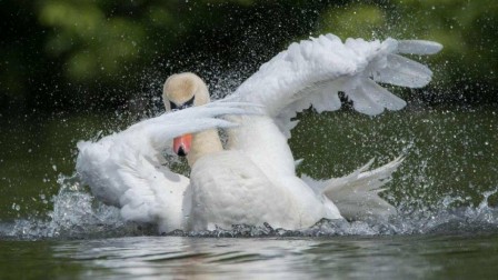 lac des cygnes la chorégraphie.jpg