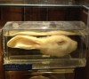 lapin_adopte.jpg