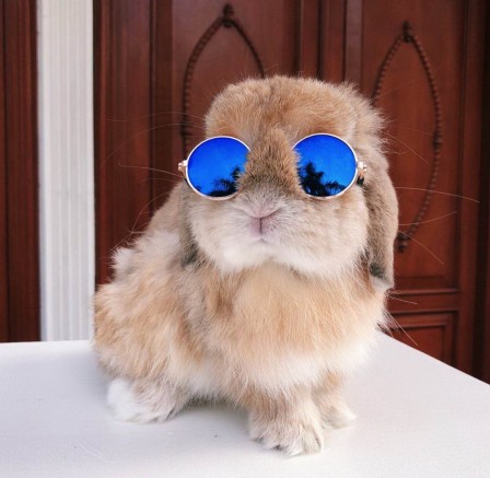 lapin avec des lunettes de soleil.jpg