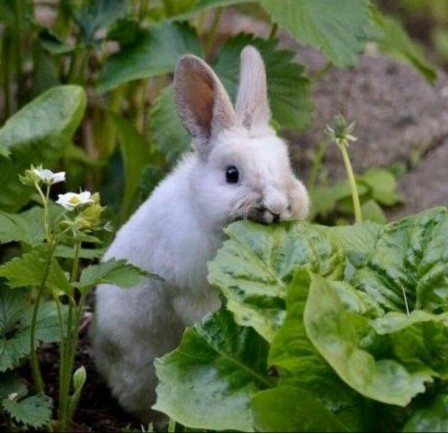 lapin flagrant délit.jpg