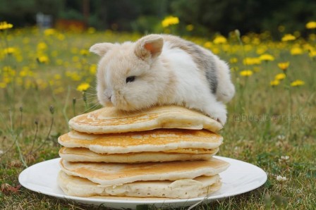 lapin pancake.jpg, oct. 2019