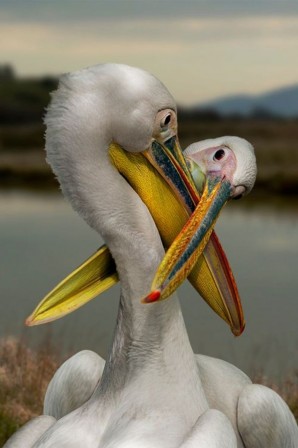 le baiser du pelican embrasse moi.jpg