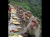 le_banquet_des_singes.PNG