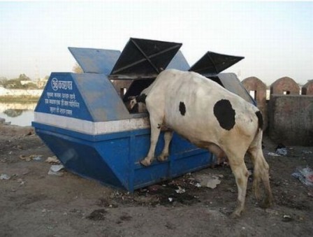 le bon lait de vaches élevées en plein air.jpg