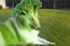 le_chien_a_tete_de_chou.jpg
