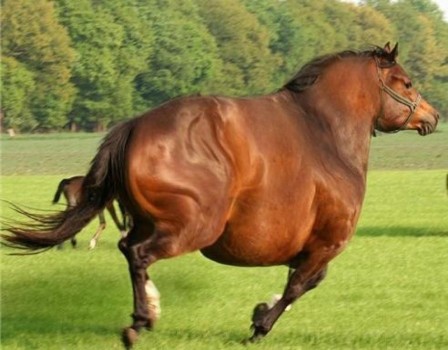 le plus gros cheval du monde.jpg
