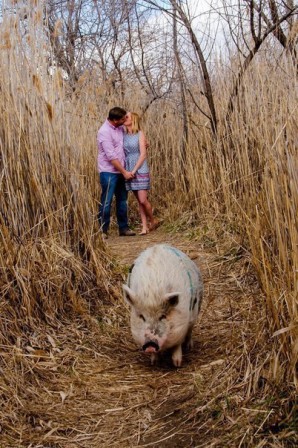 les_femmes_n_aiment_pas_les_cochons.jpg