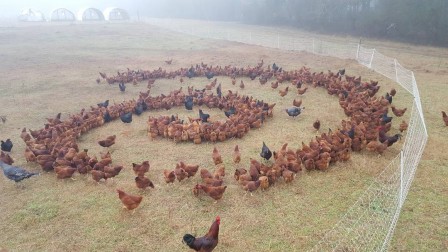 les_poulets_de_l_au-dela.jpg