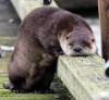 loutre_fatiguee.jpg