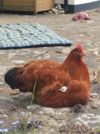 mère poule sous ton aile.jpg