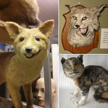 mes_premiers_travaux_de_taxidermie.jpg