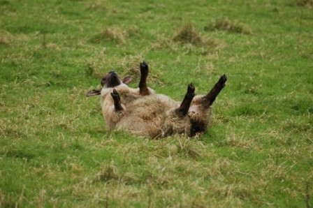 mouton sur le dos.jpg