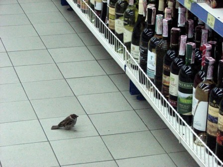 oiseau alcool vin.jpg