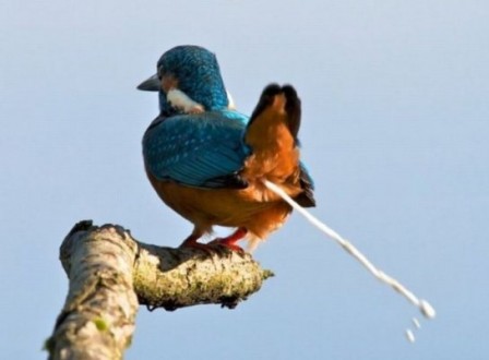 oiseau_crotte_feu.jpg