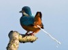 oiseau_crotte_feu.jpg