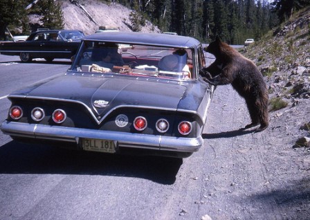 ours_autostop_autopartage_voiture.jpg